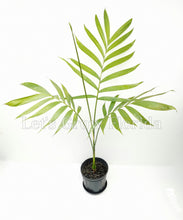 Load image into Gallery viewer, Chamaedorea tepejilote Palm Tree