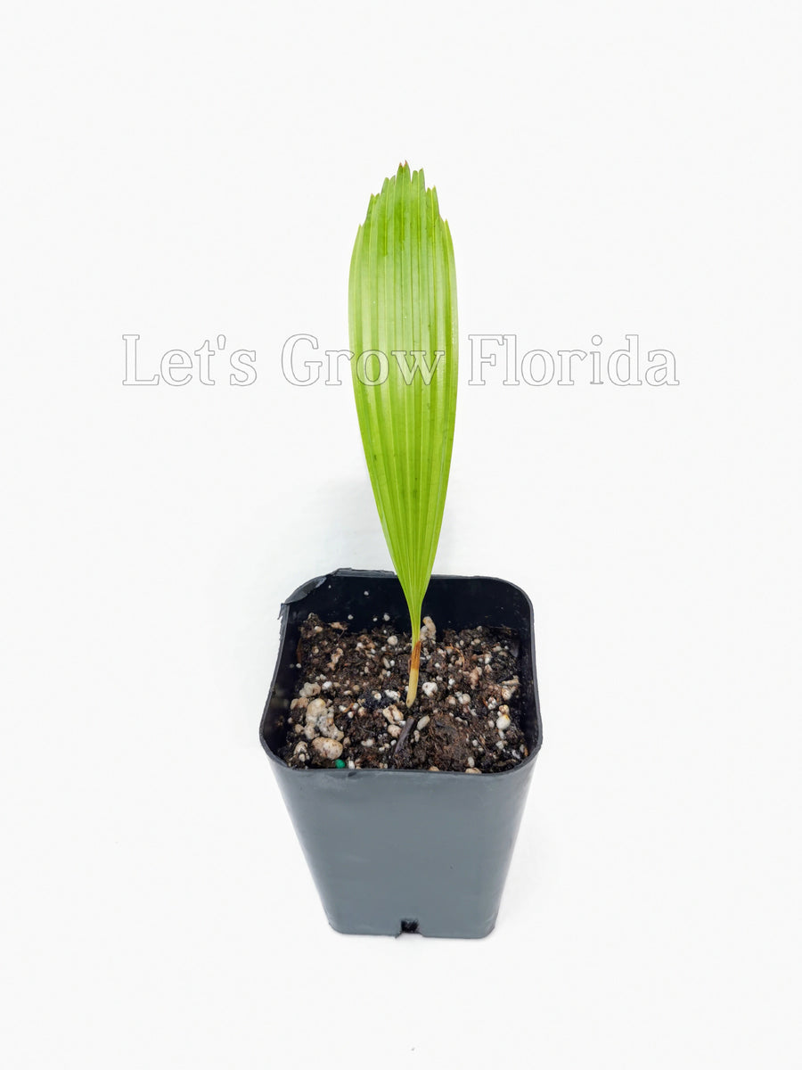 luciala palm plant Licuala grandis Palm Tree – Let's Grow Florida