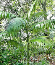 Load image into Gallery viewer, Chamaedorea tepejilote Palm Tree