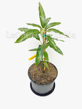 Load image into Gallery viewer, Orange Sherbet, Mango Fruit Tree, Professionally Grafted!