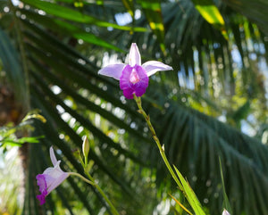 Bamboo orchid  Arundina graminifolia Plant