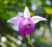 Load image into Gallery viewer, Bamboo orchid  Arundina graminifolia Plant