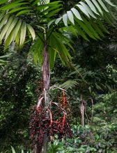 Load image into Gallery viewer, Chamaedorea tepejilote Palm Tree