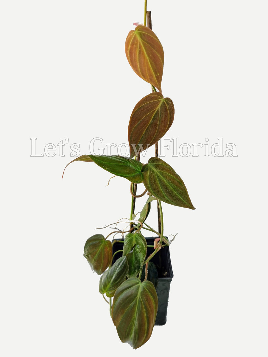 mica philodendron Philodendron Micans Aroid – Let's Grow Florida
