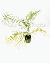 Charger l'image dans la galerie, Palmier dattier pygmée Phoenix Roebelenii