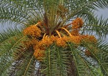 Cargar imagen en el visor de la galería, Palmera datilera plateada Phoenix sylvestris