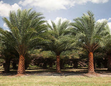 Cargar imagen en el visor de la galería, Palmera datilera plateada Phoenix sylvestris