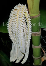 Load image into Gallery viewer, Pinanga coronata, Ivory Cane Palm