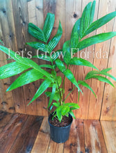 Load image into Gallery viewer, Pinanga coronata, Ivory Cane Palm