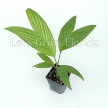 Load image into Gallery viewer, Pinanga coronata, Ivory Cane Palm