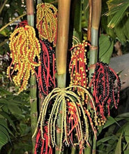 Load image into Gallery viewer, Pinanga coronata, Ivory Cane Palm