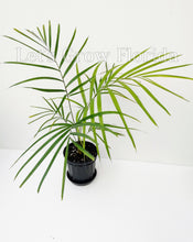Load image into Gallery viewer, Ptychosperma macarthurii Palm Tree