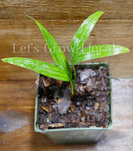 Load image into Gallery viewer, Ptychosperma salomonense Palm Tree Tropical