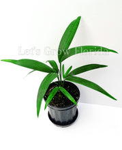 Cargar imagen en el visor de la galería, Cyrtostachys renda, palmera 'lacre rojo' / 'lápiz labial'