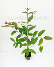 Load image into Gallery viewer, Rainbow Eucalyptus deglupta, Guaranteed, Genuine, Unhybridized, Tree! Buy One, Get One Free!