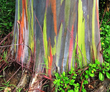 Load image into Gallery viewer, Rainbow Eucalyptus deglupta, Guaranteed, Genuine, Unhybridized, Tree! Buy One, Get One Free!