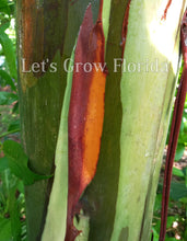Load image into Gallery viewer, Rainbow Eucalyptus deglupta, Guaranteed, Genuine, Unhybridized, Tree! Buy One, Get One Free!