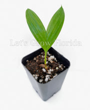 Load image into Gallery viewer, Satakentia liukiuensis Palm Tree