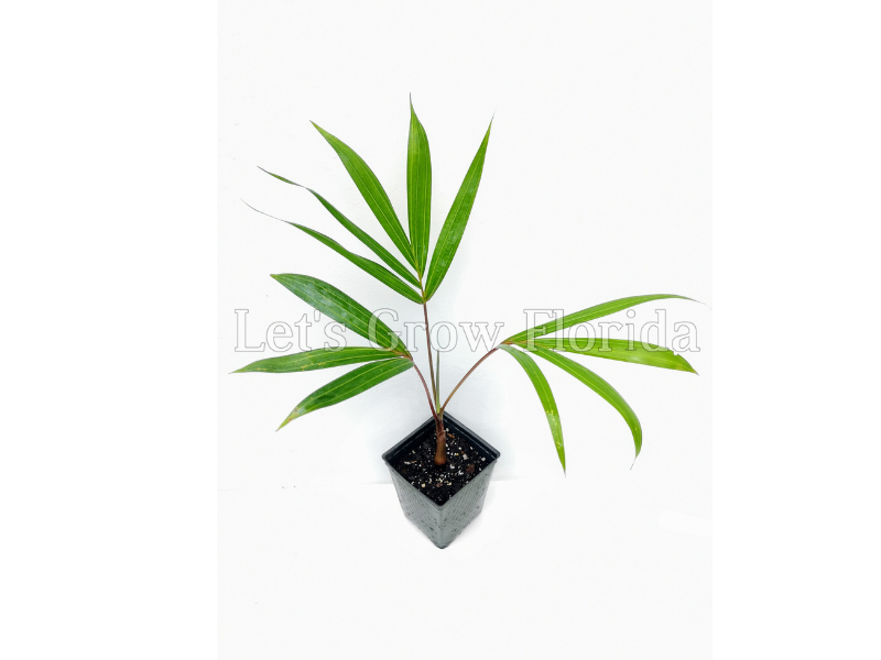 baby palm tree plant Chrysalidocarpus / Dypsis pembana Solitary Tropical Palm Tree Small / 2 Palms / Yes