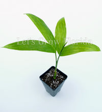 Load image into Gallery viewer, Areca triandra, Perfume Palm Tree