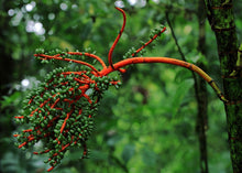 Load image into Gallery viewer, Chamaedorea tepejilote Palm Tree