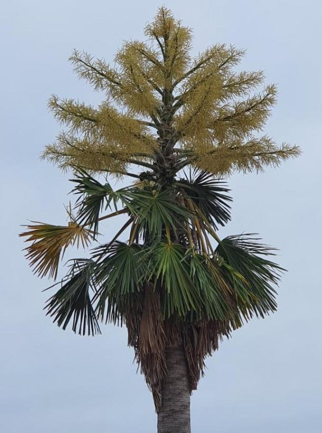 tall palm leaf plant Corypha utan Palm Tree 3 Seedlings / 1 Order / No