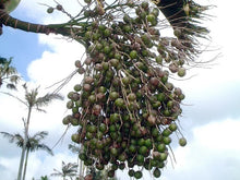 Cargar imagen en el visor de la galería, Hyophorbe lagenicaulis Botella Palmera Tropical