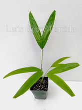 Load image into Gallery viewer, Ptychosperma salomonense Palm Tree Tropical