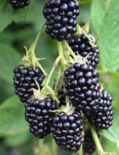 Load image into Gallery viewer, Brazos Blackberry, Rubus Fruit Plant