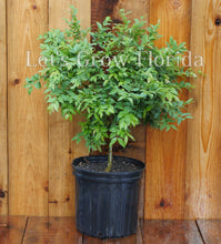 Cargar imagen en el visor de la galería, Jaboticaba, Plinia cauliflora var. Sabara, árbol frutal de uva brasileño