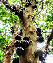 Cargar imagen en el visor de la galería, Jaboticaba, Plinia cauliflora var. Sabara, árbol frutal de uva brasileño