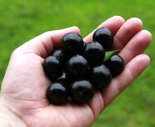 Cargar imagen en el visor de la galería, Jaboticaba, Plinia cauliflora var. Sabara, árbol frutal de uva brasileño