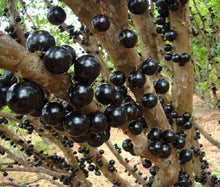 Cargar imagen en el visor de la galería, Jaboticaba, Plinia cauliflora var. Sabara, árbol frutal de uva brasileño