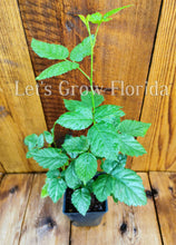 Load image into Gallery viewer, Brazos Blackberry, Rubus Fruit Plant