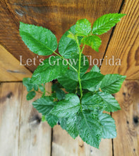 Load image into Gallery viewer, Brazos Blackberry, Rubus Fruit Plant