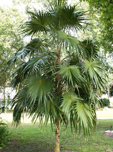 Thrinax radiata Palm Tree