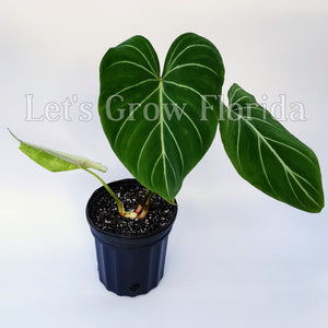 Philodendron gloriosum Ariod Plant