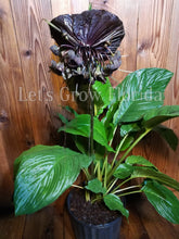 Load image into Gallery viewer, Bat Flower Plant, Black Tacca chantrieri Ornamental