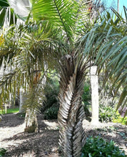 Load image into Gallery viewer, Syagrus coronata 4&quot; pot Ouricury Palm Tree Live Tropical Rare!