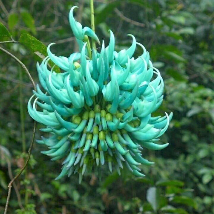 Blue Jade Vine Tropical Vine good cutting (RARE AND ENDANGERED)