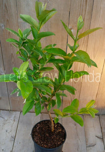 Guava ‘Ruby Supreme’ (Psidium guajava) 3 Gal/10" live tropical fruit tree