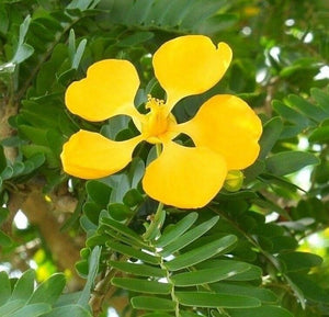 Bulnesia arborea ( 3 Gal ) Verawood  Flowering / Live Ornamental Tree
