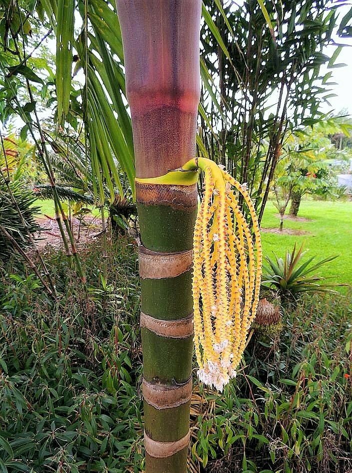 palm tree live plant Pinanga speciosa 1 Gal / 6