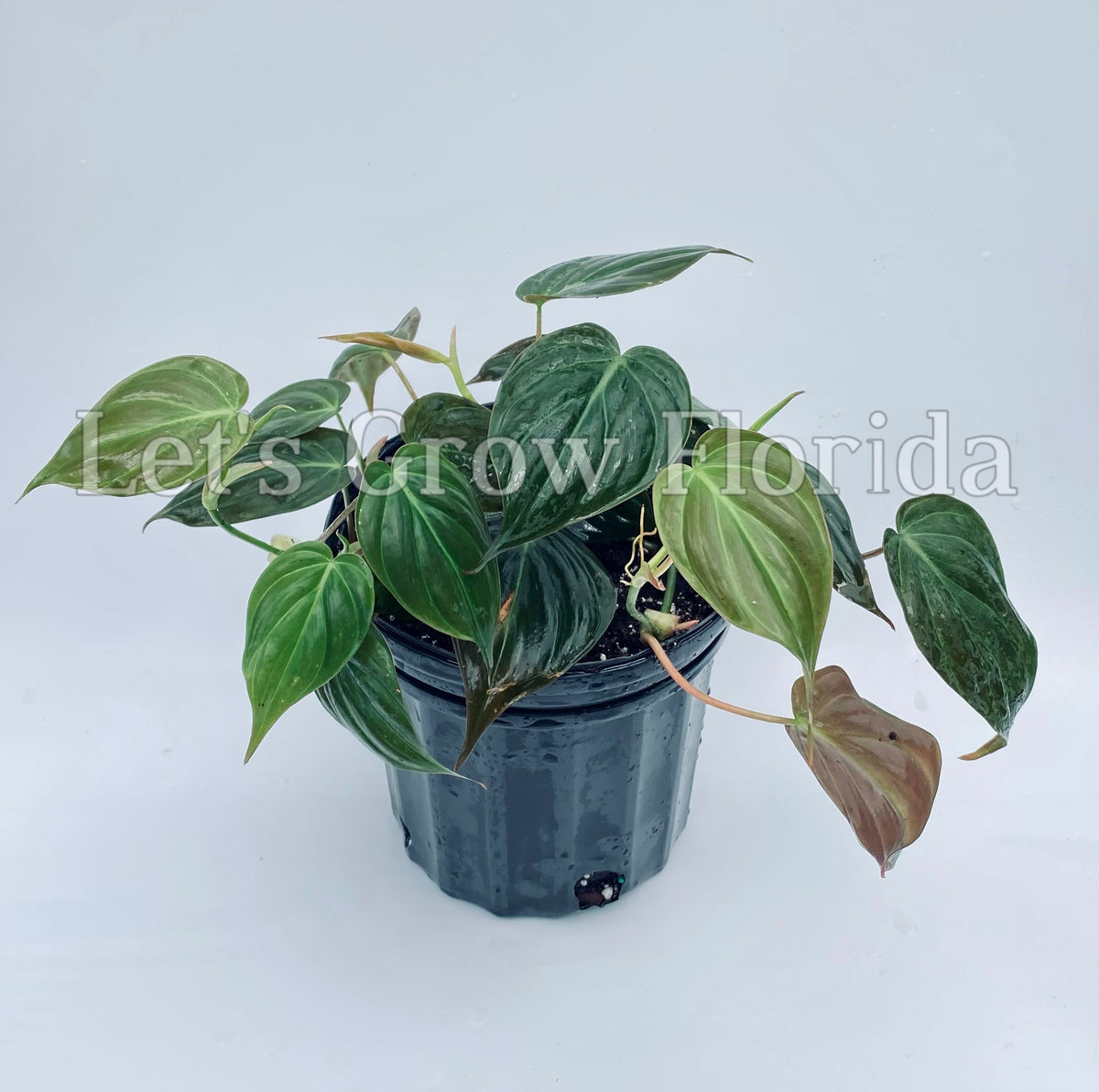 Philodendron Micans Aroid – Let's Grow Florida