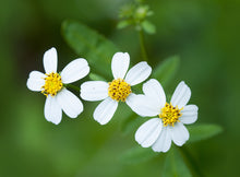 Load image into Gallery viewer, Spanish Needles 4" pot, Bidens alba, Perennial Flower Honey Bee Nectar Plant Ornamental