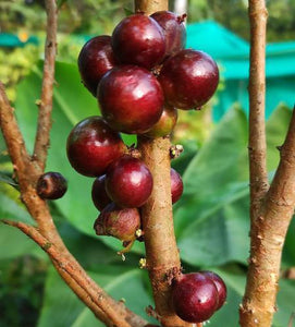 Jaboticaba, Plinia cauliflora var. Red, Brazilian Grape Fruit Tree