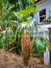 Load image into Gallery viewer, Coccothrinax Crinita ‘Old Man’ Palm Tree