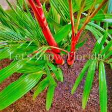 Load image into Gallery viewer, Cyrtostachys renda, ‘Red Sealing Wax’ / ‘Lipstick’ Palm Tree