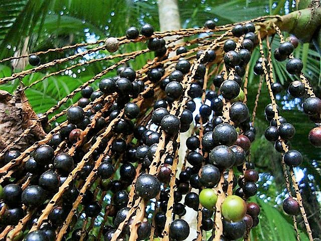 acai berry seeds planting Euterpe edulis, Acai Palm Tree