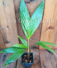 Load image into Gallery viewer, Areca vestiaria (Orange) Palm Tree